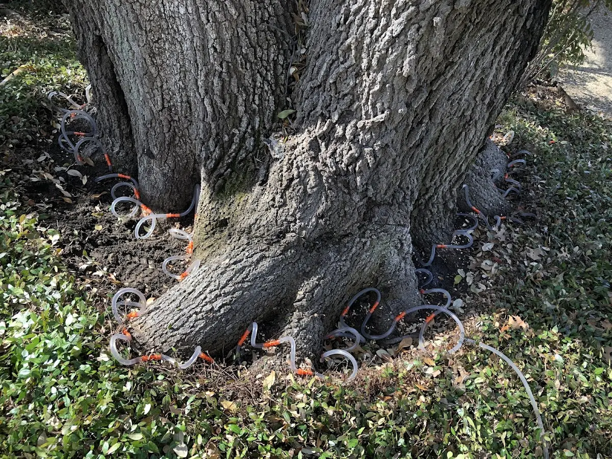 Detailed Tree Cabling and Bracing job site in East Freetown