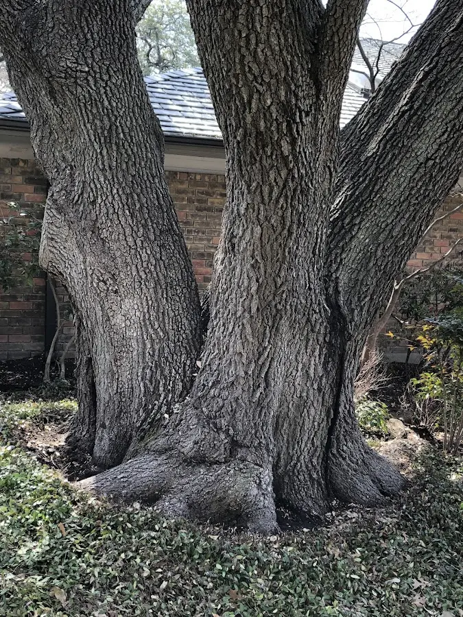 Mature heritage tree close to a East Freetown property cared for by certified arborists